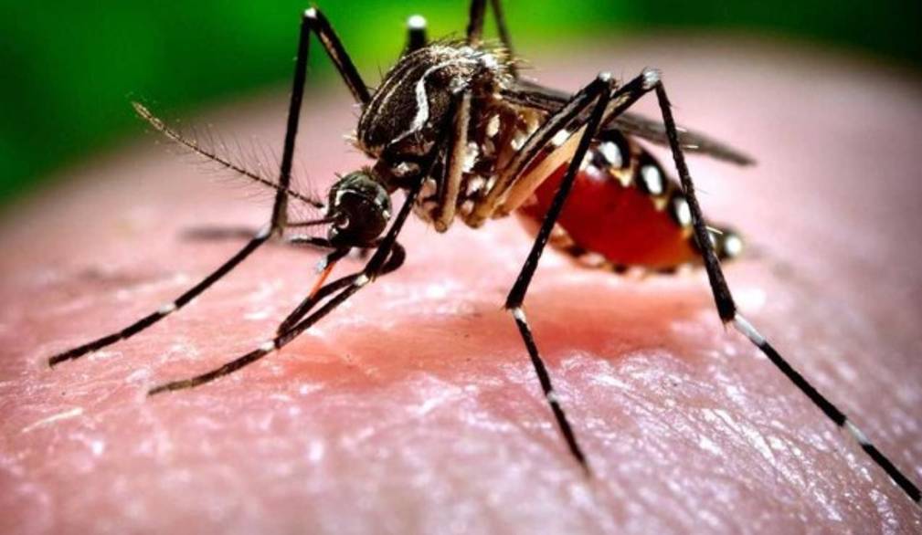 Zanzare e West Nile Virus in Veneto: con il test Nat si può donare sangue
