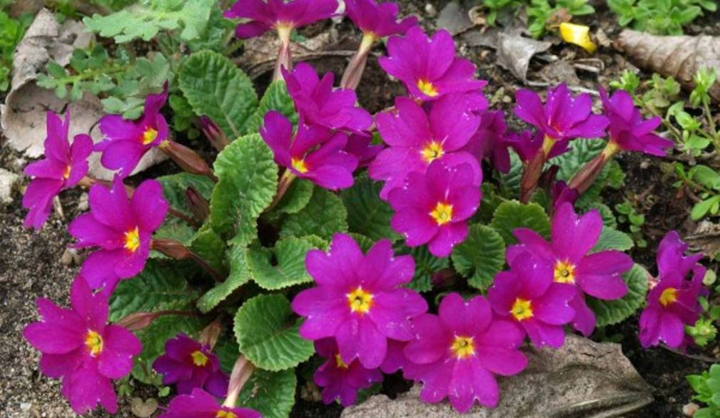 La vita, la morte e la Vita