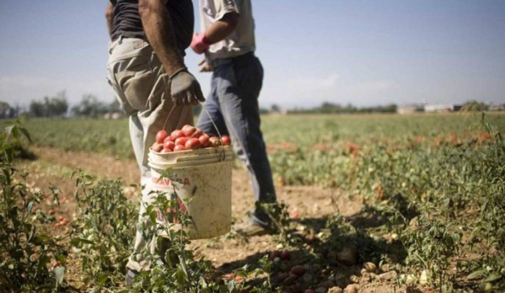 Approvata la legge sul caporalato per dire basta allo sfruttamento
