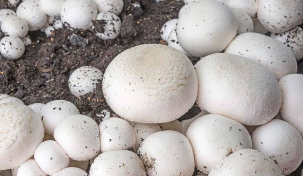 Treviso leader nella produzione dei funghi, ma se mancano le tutele...