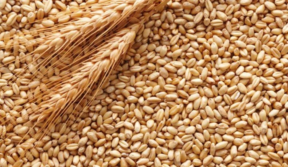 Pagati come trent'anni fa, Coldiretti alla guerra del grano