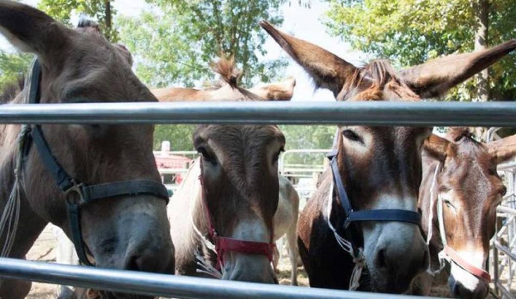 Trebaseleghe, torna puntuale la sagra dei mussi con due importanti inaugurazioni