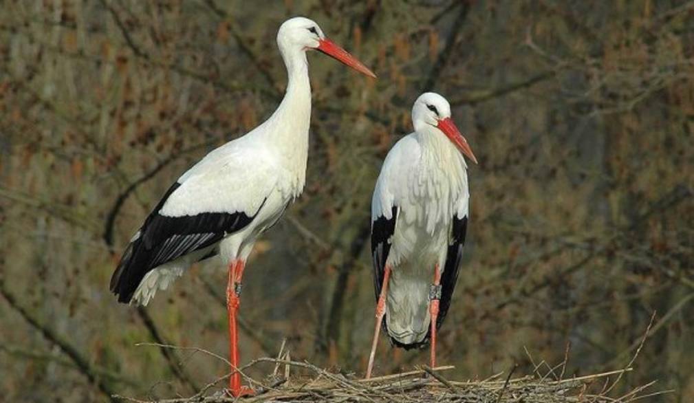 La proposta: Ferragosto al Centro Cicogne
