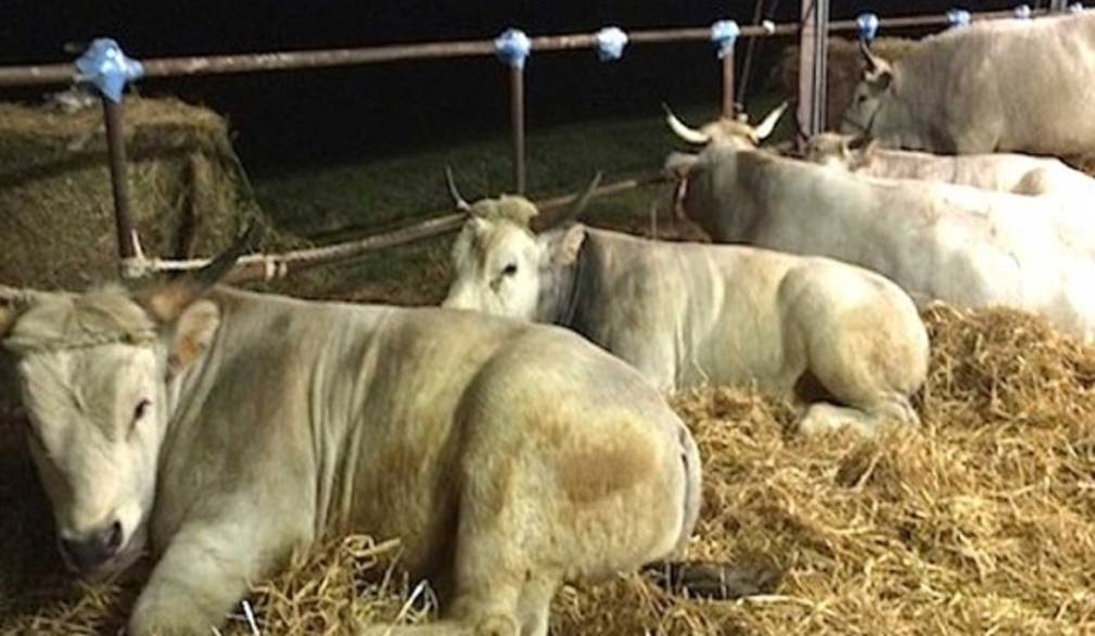 Blue tongue,nel Padovano scendono in campo i veterinari