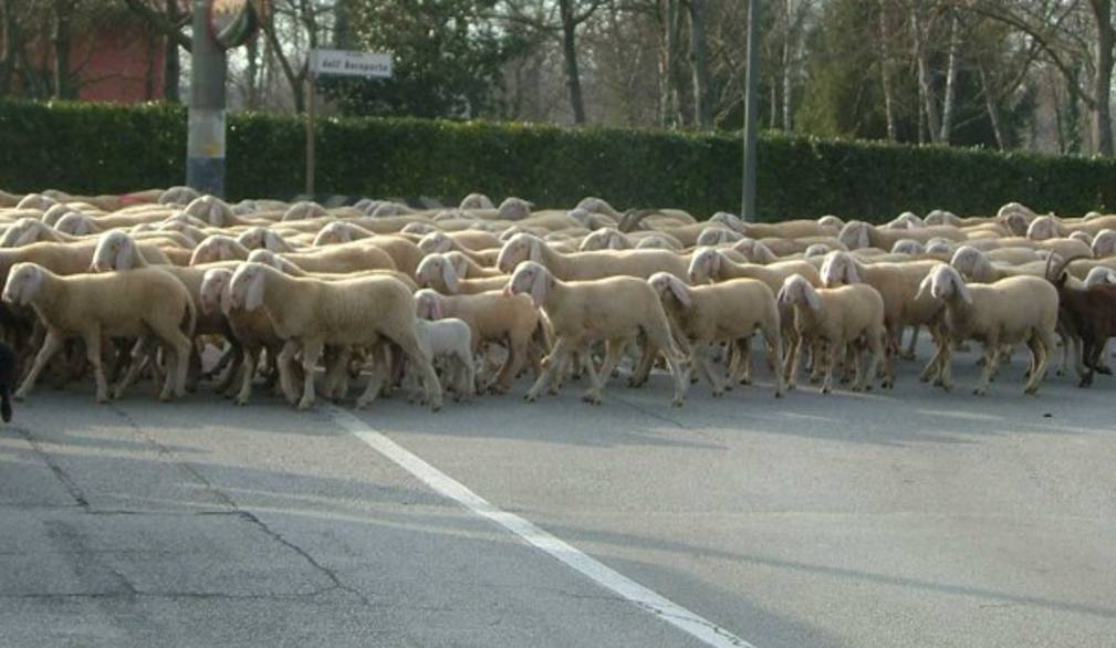 Il gregge arriva in città, uno scampolo di Natale a San Giuseppe