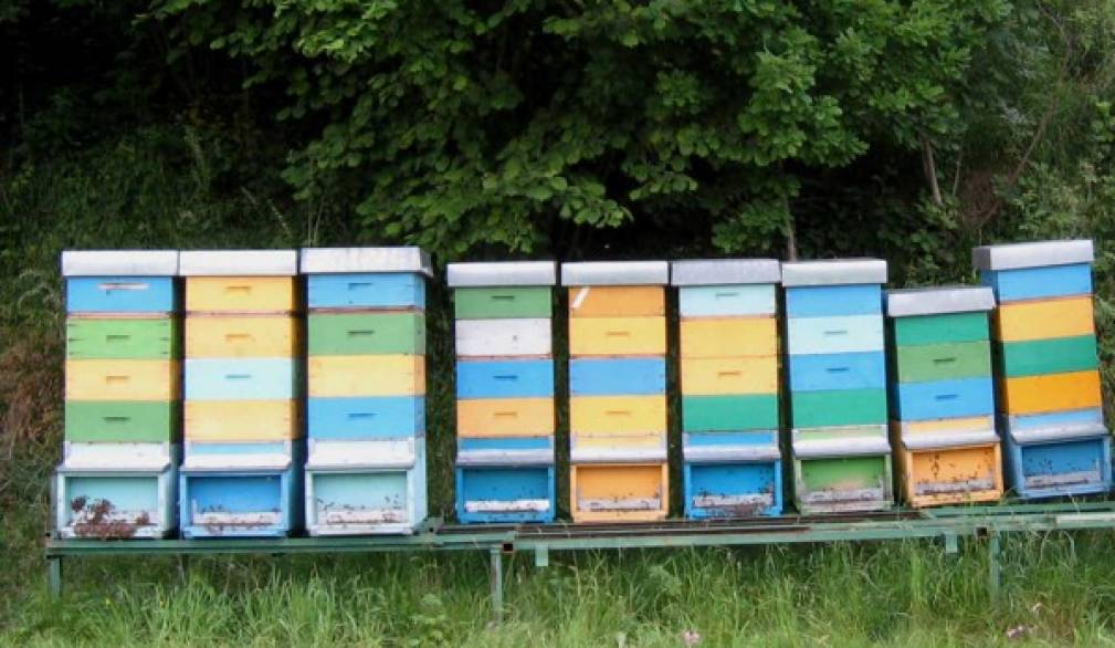 Le api non fanno più miele