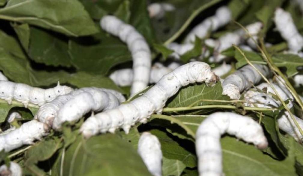 Corso di bachicoltura: si conferma l'interesse da tutta Italia