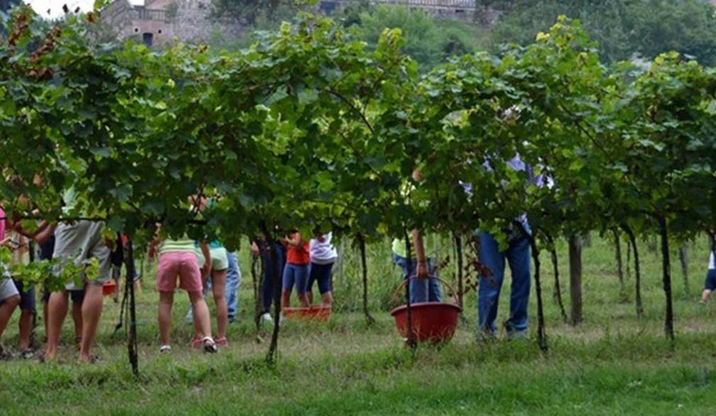 Coldiretti: vendemmia di Marca, via al dopo voucher