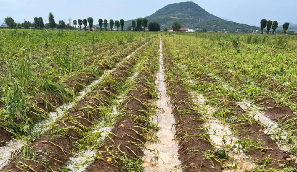 Maltempo in Veneto: campi e piante disintegrati nel vicentino
