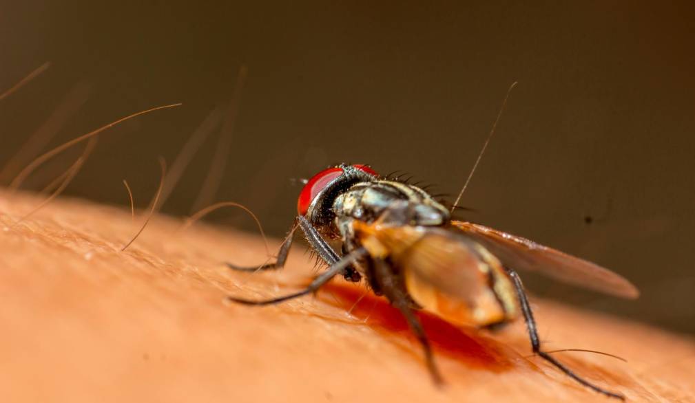 West Nile, non è emergenza