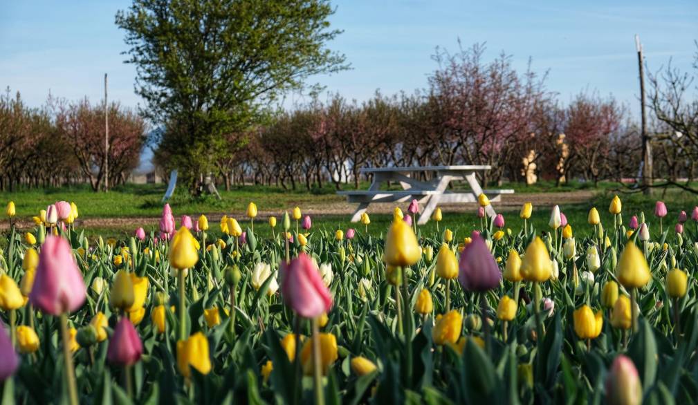 Villorba, Nonno Andrea: dal 21 marzo la raccolta dei tulipani