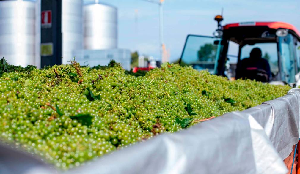 Primo bilancio della vendemmia 2025: i dazi turbano il mercato