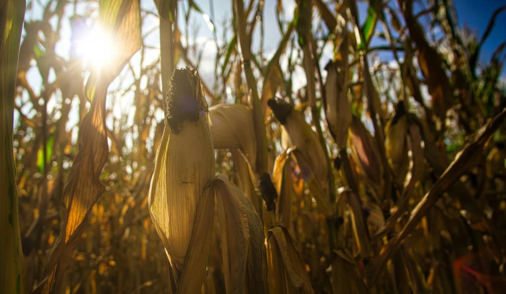 Coldiretti: in difficoltà pomodoro, soia, barbabietola e allevamenti