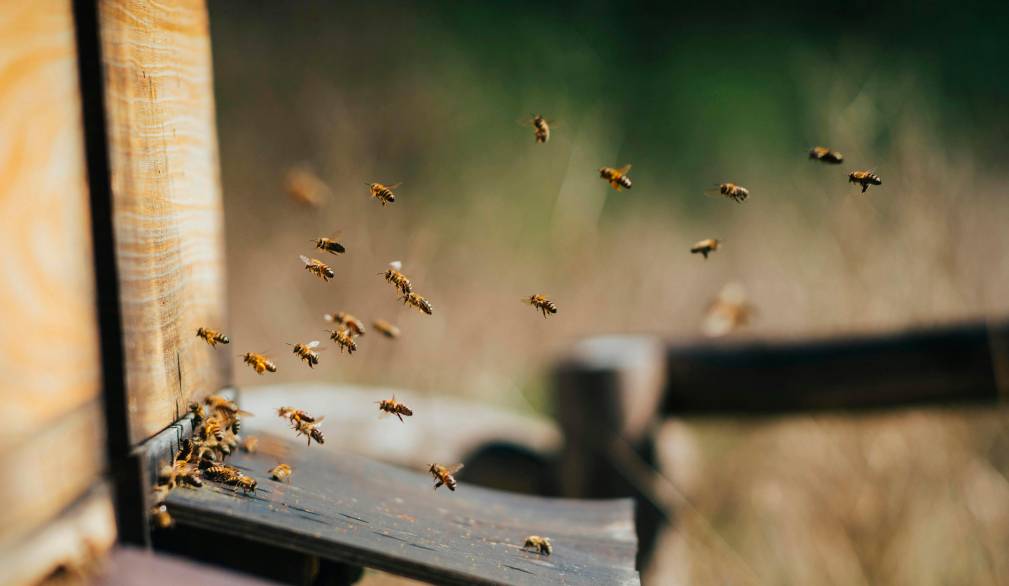 Giornata mondiale della biodiversità: api, specie bandiera