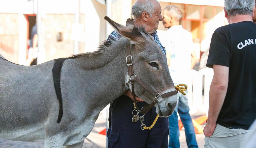 Trebaseleghe “si ferma” per la fiera dei mussi