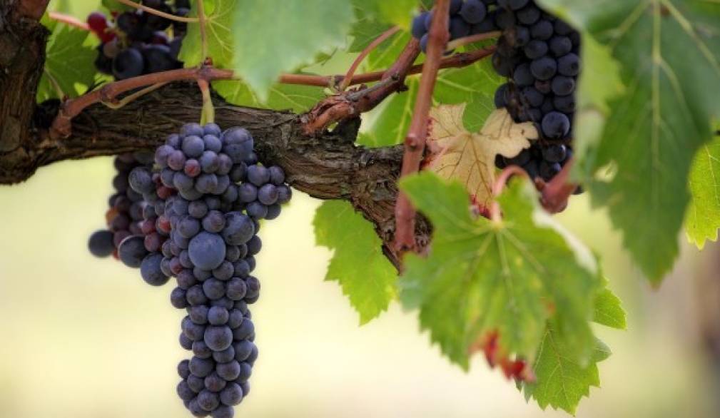 Rimanere in Gesù, la vera vite - V domenica di Pasqua