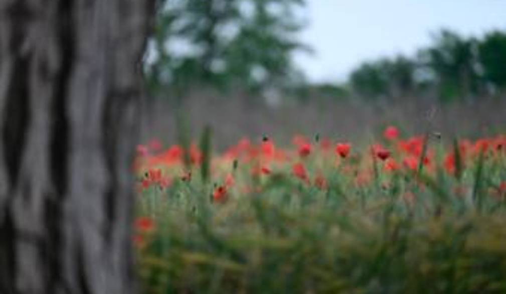 Mostra Bellezza svelata: “Poesia di primavera” (fotografia di Cristian Callegaro – Volpago del Montello)