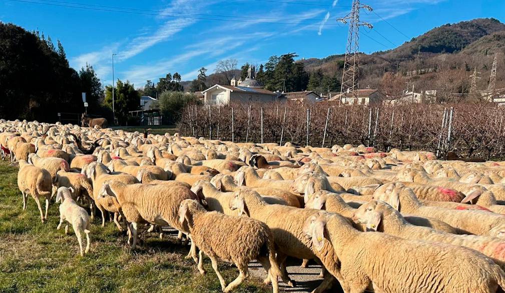 Due ventenni hanno scelto il lavoro duro della pastorizia