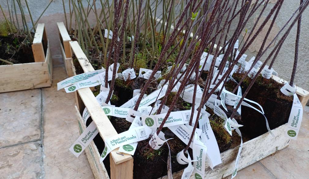 Quinto: novecento nuovi alberi piantati, coinvolti anche gli studenti