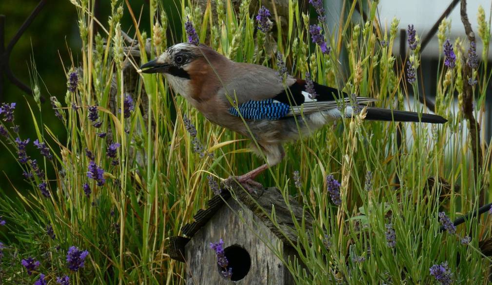 Via al concorso fotografico “Il mio giardino biodiverso” di Legambiente - Edizione 2026