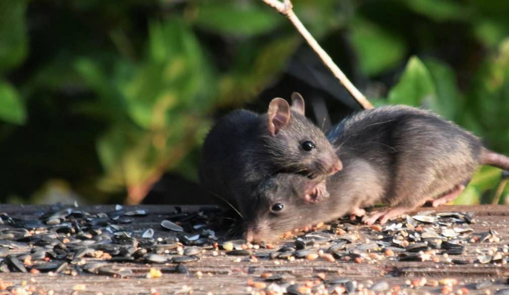 Hantavirus, Ulss 6 Euganea: “sorveglianza attiva su contatto a basso rischio”