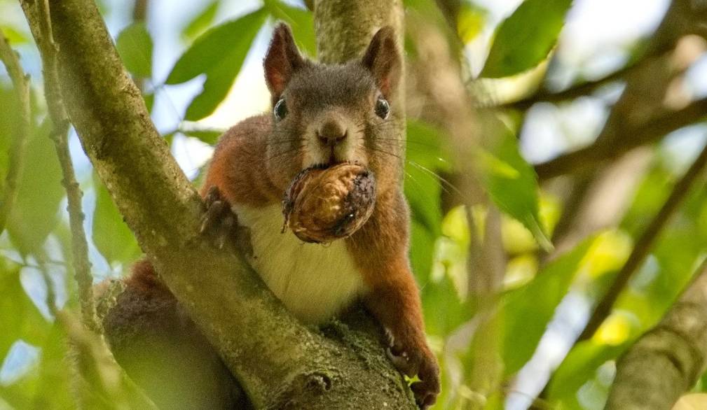 Via al concorso fotografico “Il mio giardino biodiverso” di Legambiente - Edizione 2026