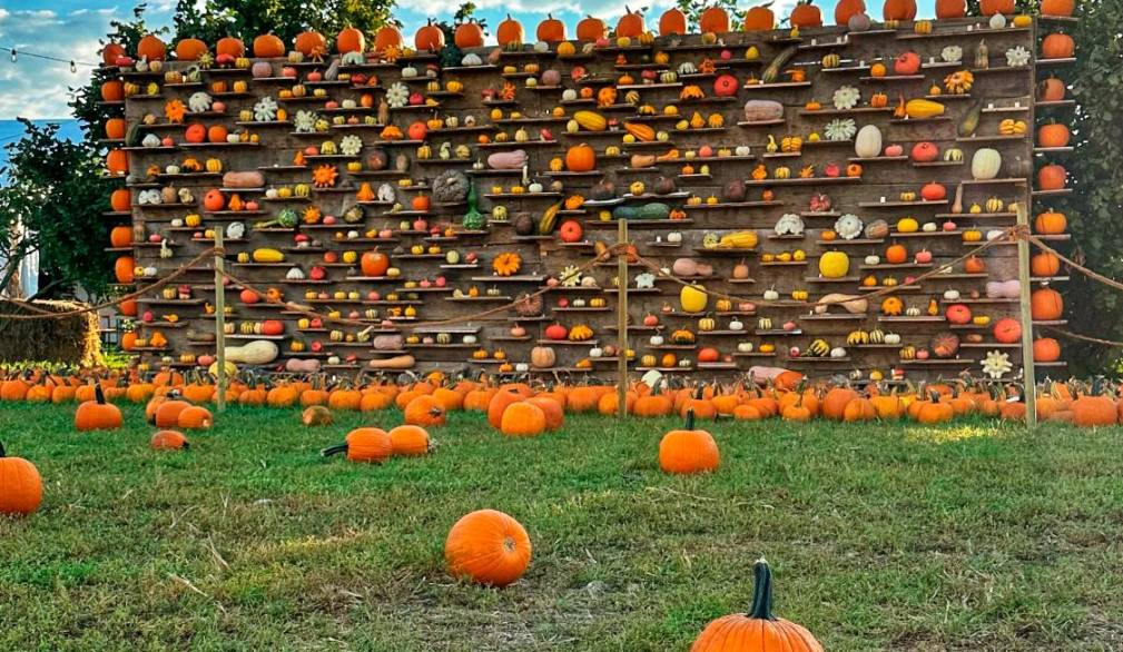 WEDNOK Kit Fai Da Te In Legno A Forma Di Zucca – Set Creativo Per Costruire E Decorare Una Casetta Di Zucche