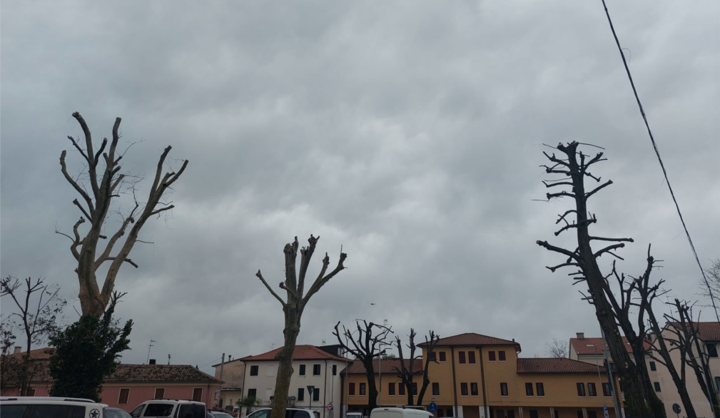Alberi capitozzati (foto di Legambiente Treviso)
