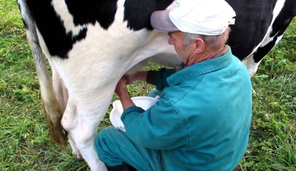 Sì all'etichetta per latte e carne: dopo la Francia tocca all'Italia?