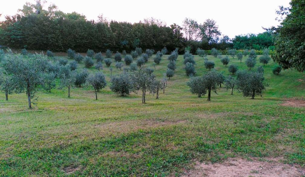 Olio di oliva del Montello: ritorno a una coltura antica
