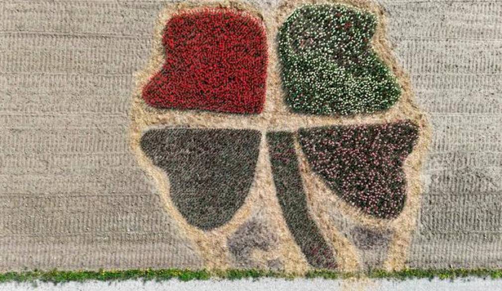 Sant’andrea di Barbarana: trentasettemila tulipani nel ricordo di Michela