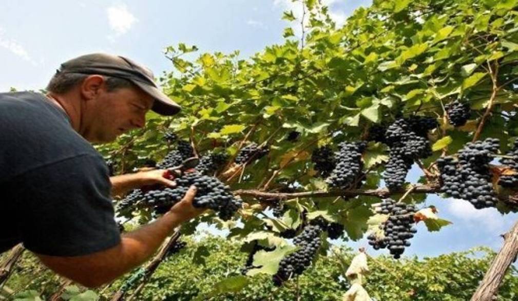 Vendemmia, si parte a ferragosto