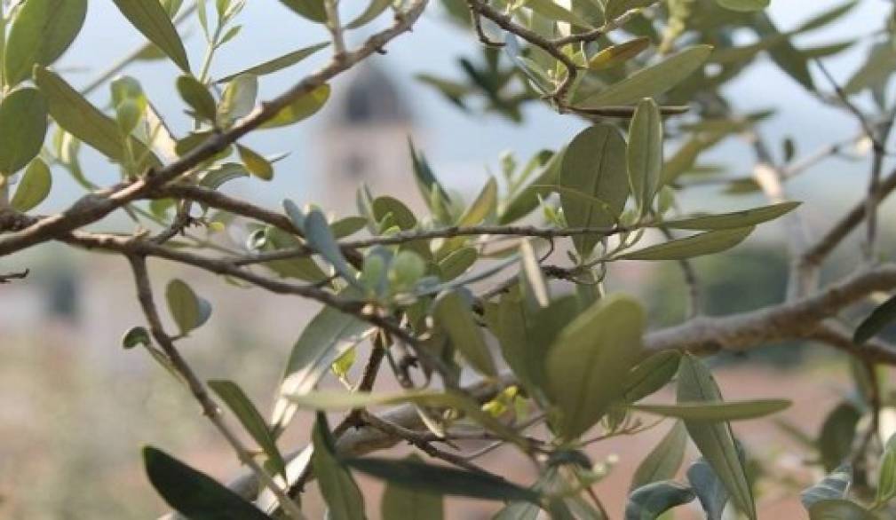 La Settimana santa e i suoi segni: "parlano" l'ulivo, il pane, la croce, il cero pasquale