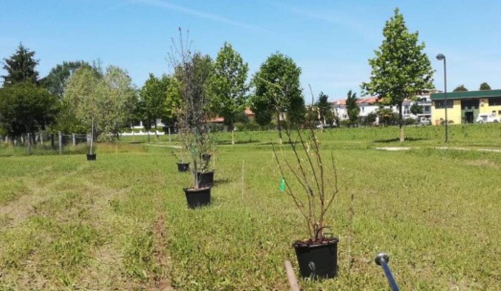 Bosco da primato a San Donà