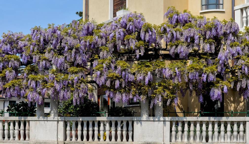 Via al concorso fotografico “Il mio giardino biodiverso” di Legambiente - Edizione 2026