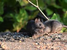 Hantavirus, Ulss 6 Euganea: “sorveglianza attiva su contatto a basso rischio”