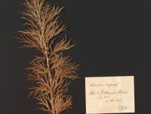 Asolo riscopre l’erbario di Pio Bolzon. In mostra un patrimonio di grande valore