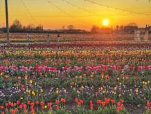 Da metà marzo tornano i campi di tulipani nell’azienda agricola Nonno Andrea
