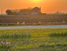 Il campo di tulipani in ricordo di Michela si è spostato da Sant’Andrea a Zenson di Piave, nell’azienda agricola Villa Rosa