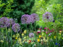 Legambiente: concorso “Il mio giardino biodiverso”