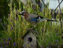 Via al concorso fotografico “Il mio giardino biodiverso” di Legambiente - Edizione 2026