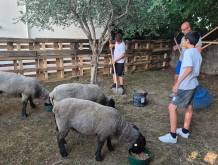A Villorba il Grest del “buon pastore”: un gregge affidato ai ragazzi di terza media