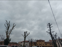 Alberi capitozzati (foto di Legambiente Treviso)