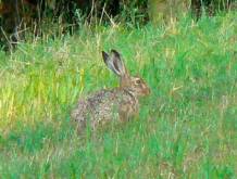 Novembre- Squisita lepre con tocco di fantasia