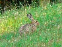 Novembre- Squisita lepre con tocco di fantasia