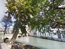 Treviso: sarà abbattuto il platano del ponte di San Francesco