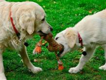 La legge Brambilla a tutela degli esseri animali