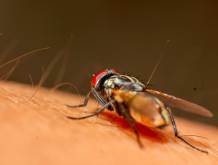 West Nile, non è emergenza