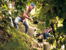 Primo bilancio della vendemmia 2025: i dazi turbano il mercato