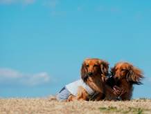 Regolamento per gli animali a Trebaseleghe